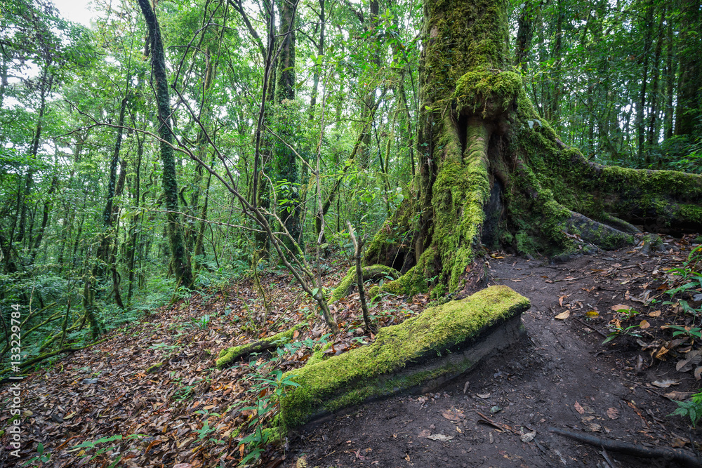 Obraz premium Wielkie drzewo w lesie tropikalnym
