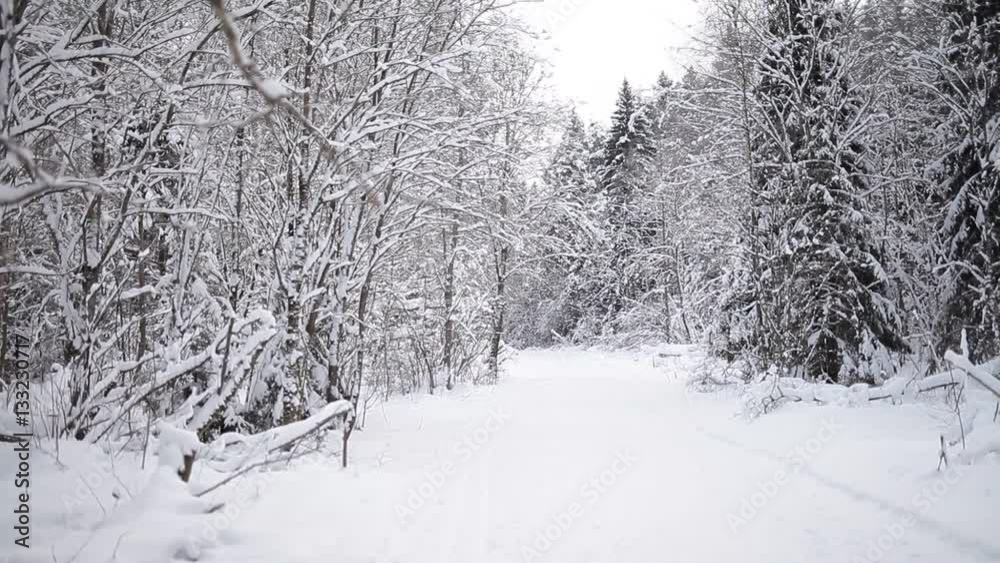 Landscape of winter forest. Landscape of winter forest.