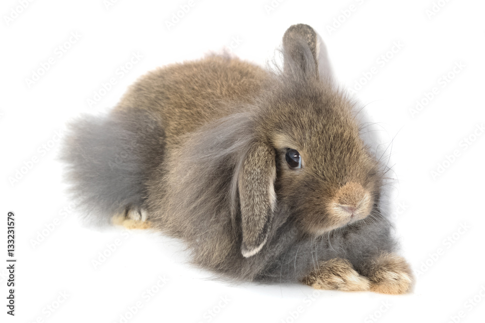 Cute Holland Lop rabbit isolated on white Cute Holland Lop rabbit isolated on white
