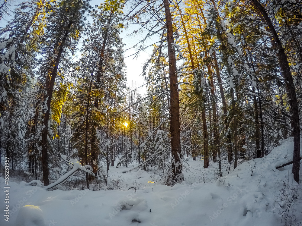 Obraz premium Winter Forest at Sunset