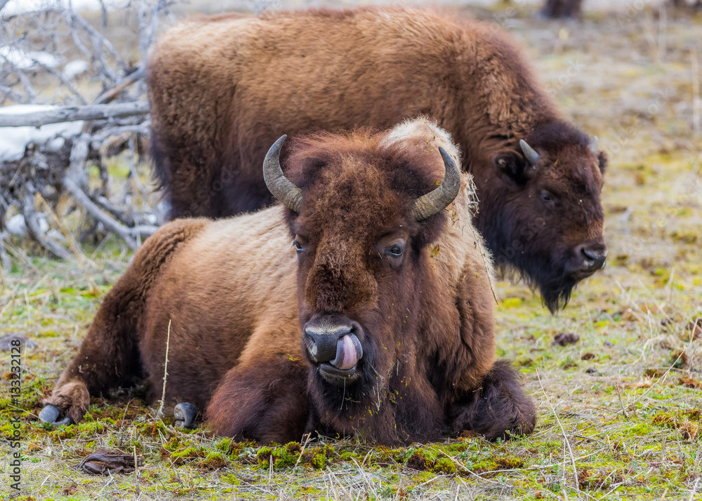 Fototapeta premium Wild, Yellowstone Bison