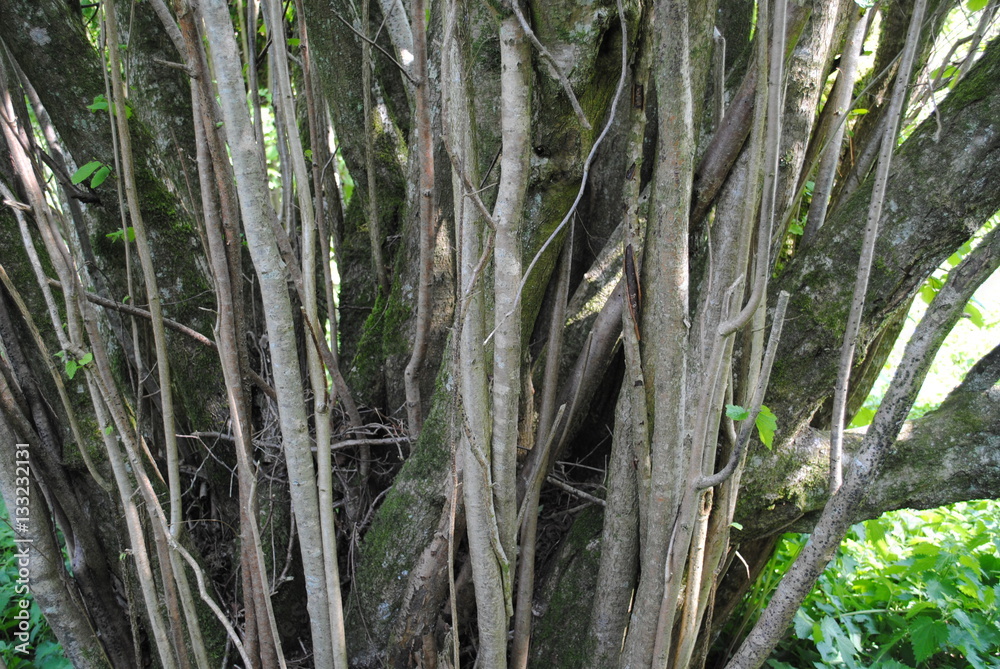 branches branches