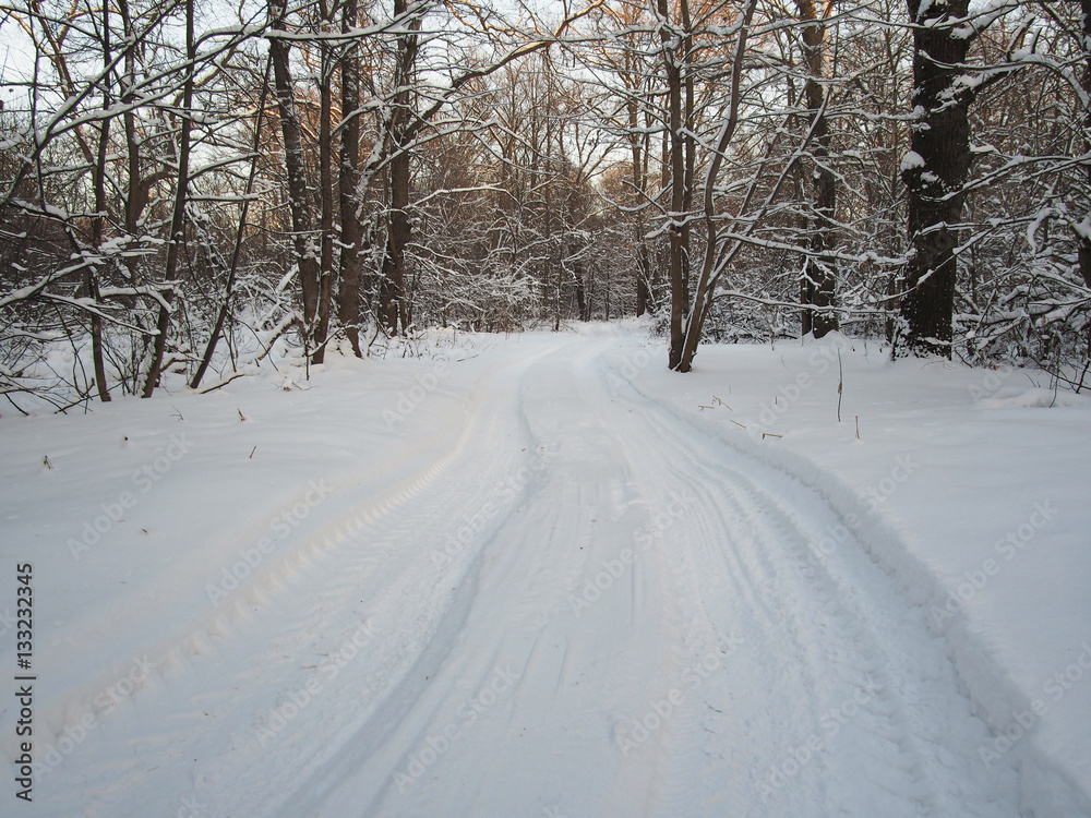 road in the winter forest
