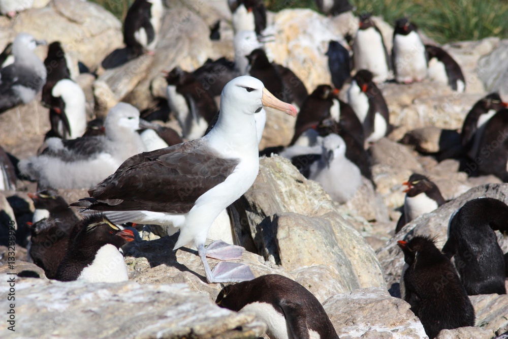 Fototapeta premium Schwarzbrauenalbatros mit Felsenpinguine
