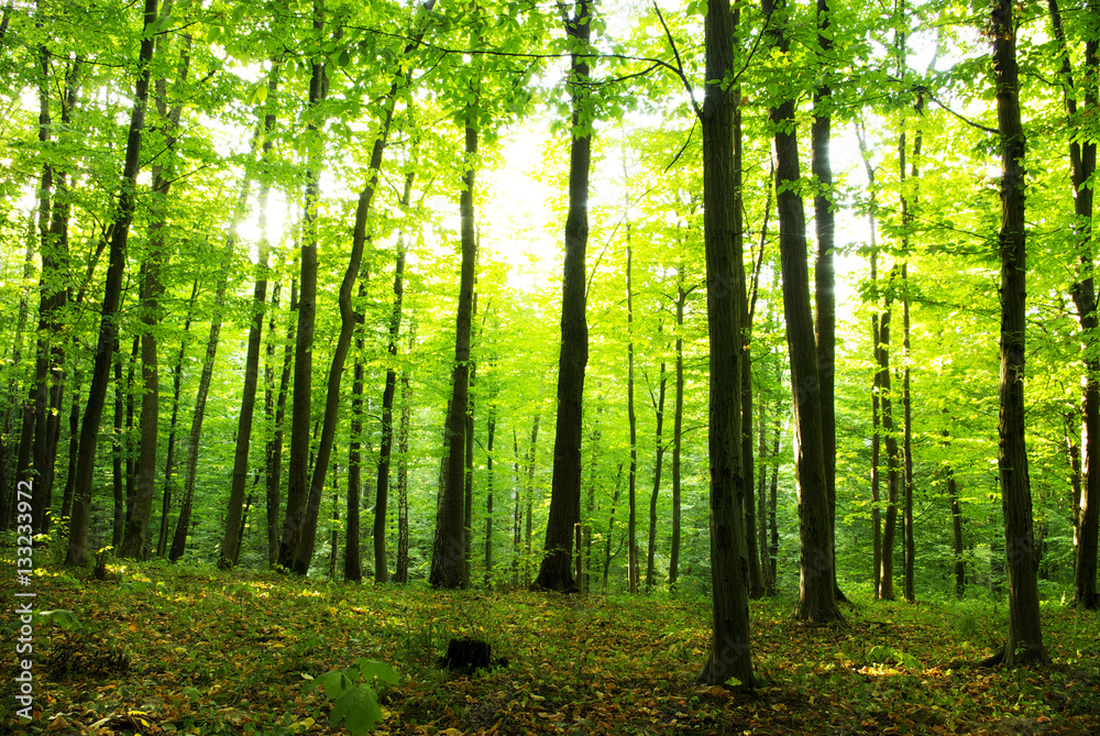 Naklejka premium green forest