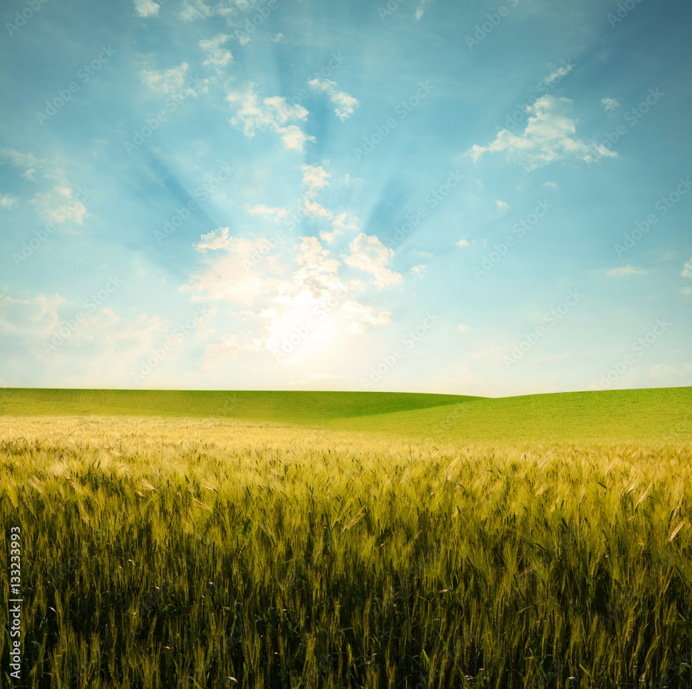 Field of wheat Field of wheat
