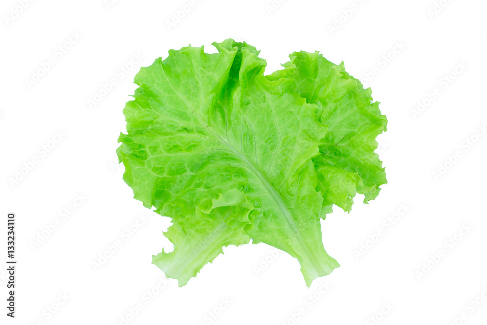 Salad leaf. Lettuce isolated on white background. Salad leaf. Lettuce isolated on white background.
