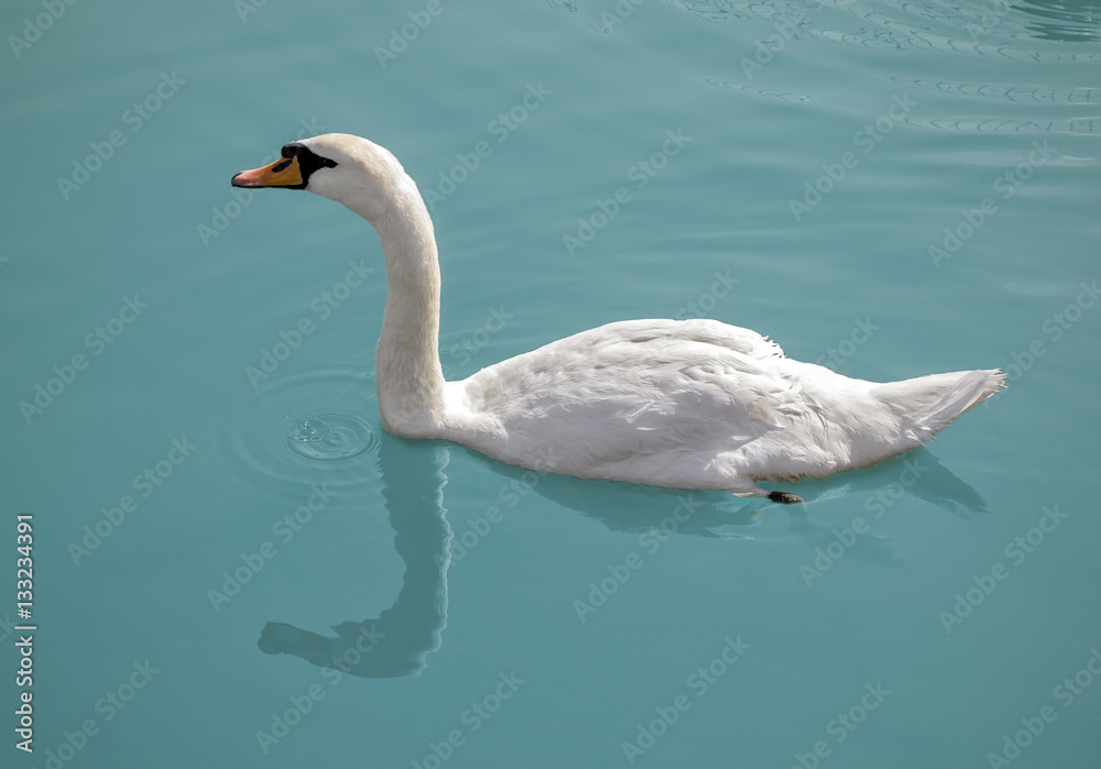 Fototapeta premium Swan on water