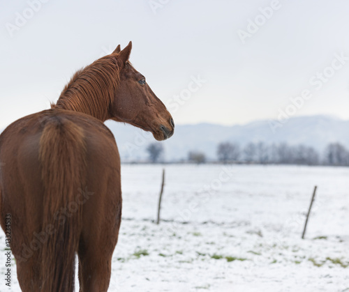 Horse in the snow.