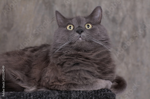 Cat looking up with circular catchlights in big eyes on grey background