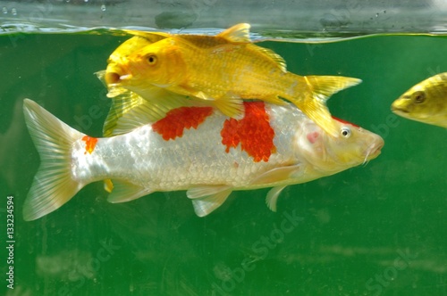 Koi carps in pond photo