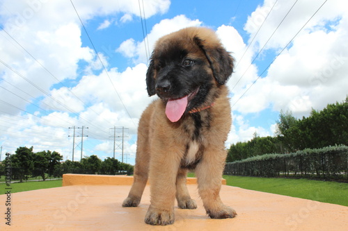 leonberger puppy in the park photo