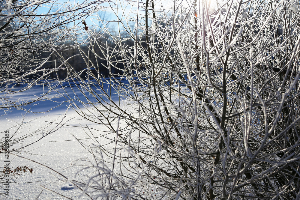 Winter Forest / Winter in the woods. Snowy forest in winter. Winter Forest / Winter in the woods. Snowy forest in winter.