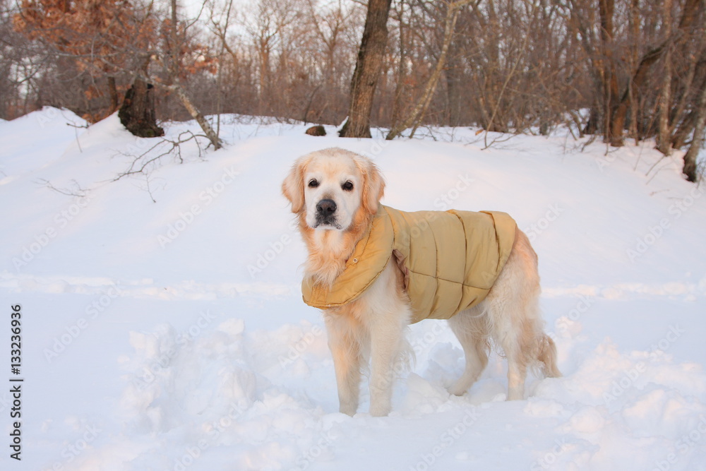 Mountain rescue golden retriver dog in the snow
