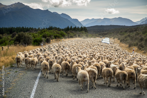Herd of merino sheep blocking road, South Island, New Zealand