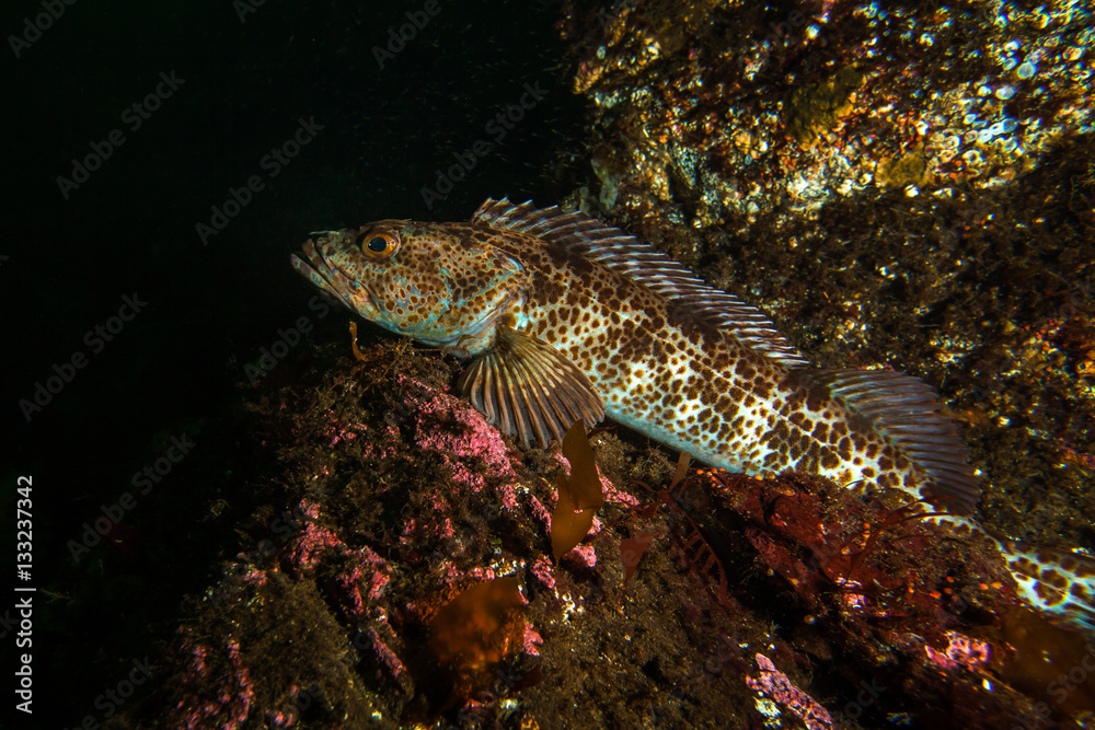 Lingcod Lingcod
