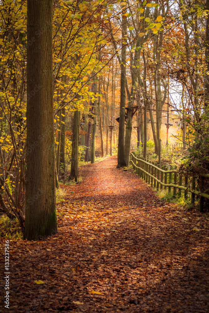 Autumnal Avenue