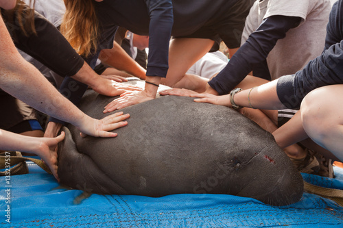 Manatee being examined, Crystal River, Florida, United States of America 