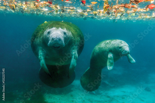 Mother and calf manatee, Crystal River, Florida, United States of America 