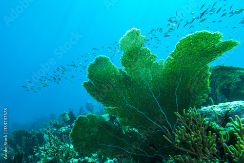 Shoal of fish swimming in sea
