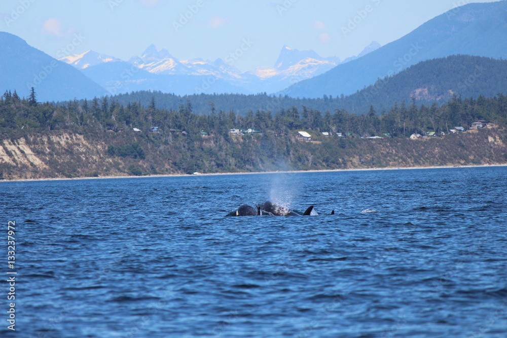 Fototapeta premium Traveling killer whales