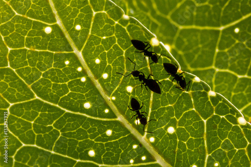 Ants on a leaf 