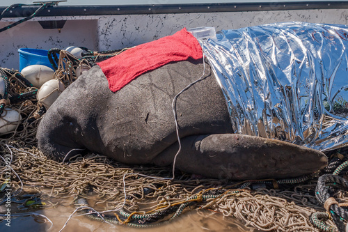 Examination of manatee on shore, Florida, United States of America 