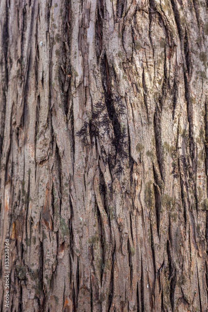 Old Wood Tree Texture Background Pattern Old Wood Tree Texture Background Pattern