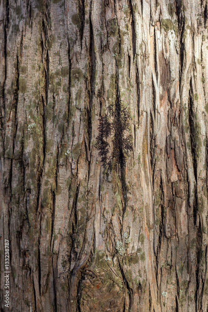 Old Wood Tree Texture Background Pattern Old Wood Tree Texture Background Pattern