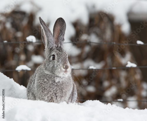 pet rabbit, hare in the snow, winter © serikbaib