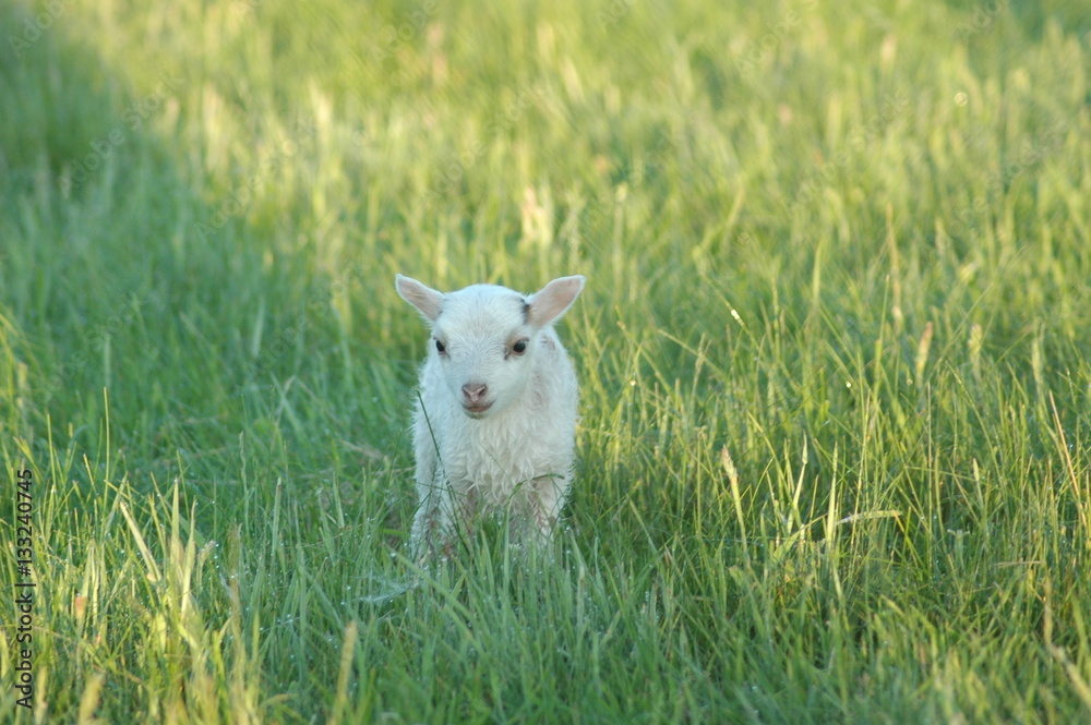 Fototapeta premium Lamm_Wiese_Sonne_Lämmchen_Ostern
