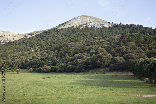 Parque natural Sierra de las Nieves en Andalucía,Ronda,con pinos de Abies pinsapos,
