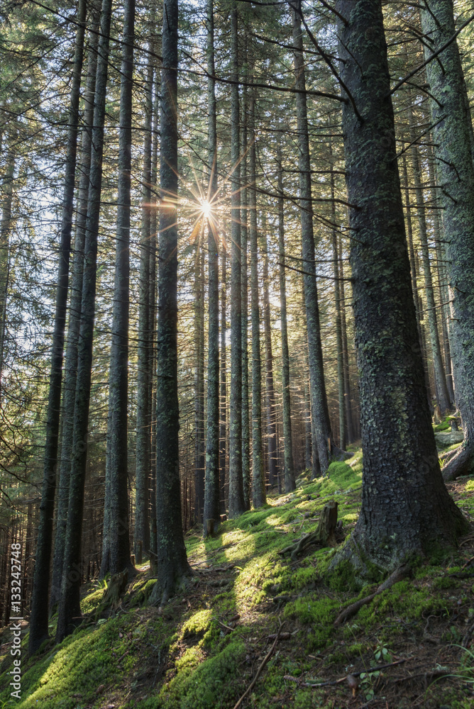 Fototapeta premium Sunbeams shining through high trees in the summer forrest