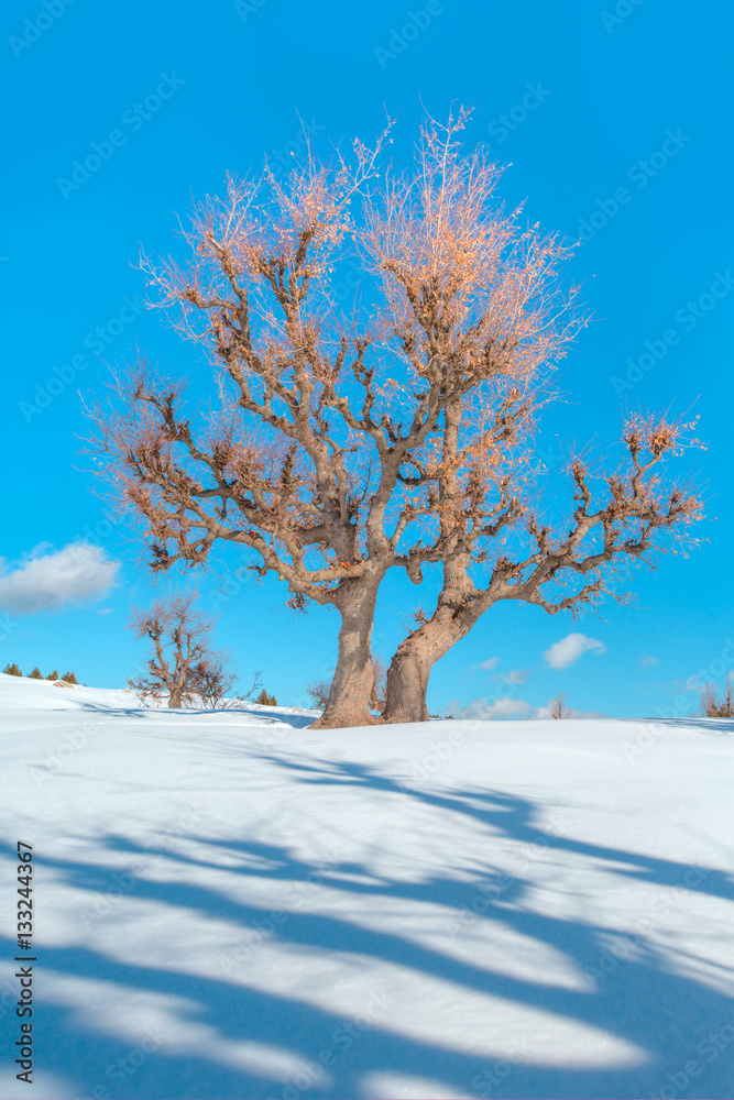 Scenic winter landscape strange shadows from the trees Scenic winter landscape strange shadows from the trees