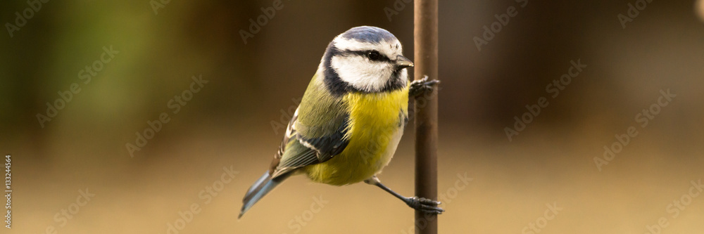 Obraz premium Blaumeise