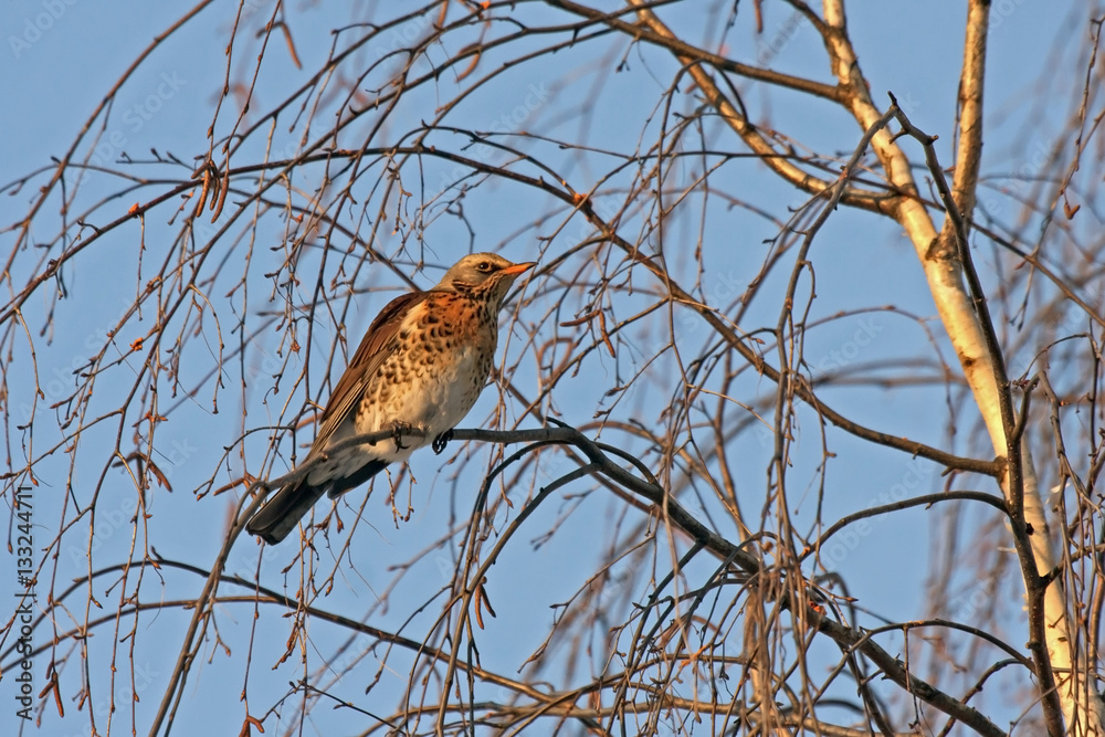 Fieldfare (Turdus pilaris) sitting of the tree Fieldfare (Turdus pilaris) sitting of the tree