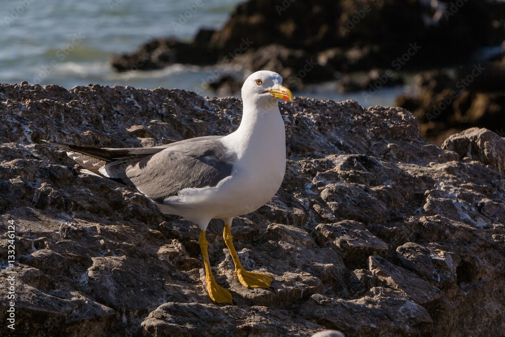 Seagull at Essaouira, Morocco