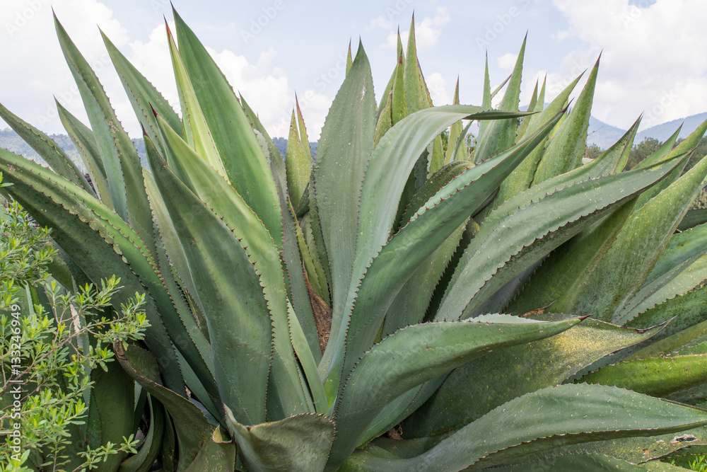 Obraz premium maguey