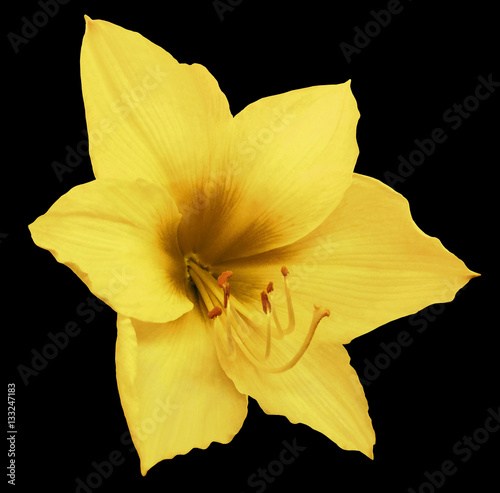 yellow flower  black isolated background with clipping path. Closeup.  no shadows.   Nature. Hippeastrum.