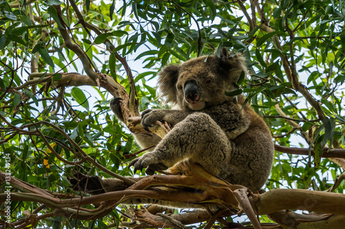 Koala on Eucalyptus Tree. Koala sitting on a eucalyptus tree in Bear Gully, near Wilsons Promontory, South Australia.