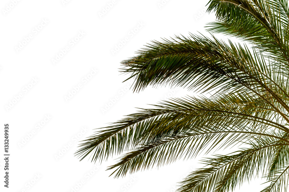 Palm branches isolated on white