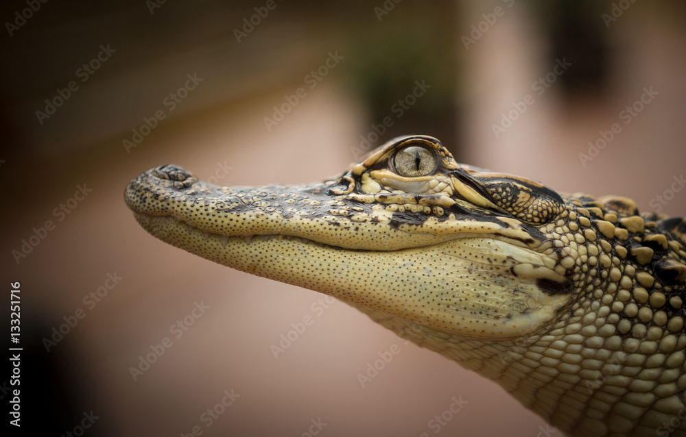 Fototapeta premium Alligator at Texas State Aquarium
