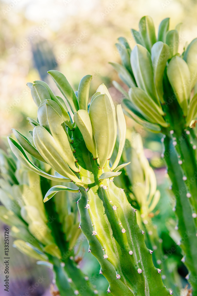 Cactus - Desert Botanical Garden Cactus - Desert Botanical Garden