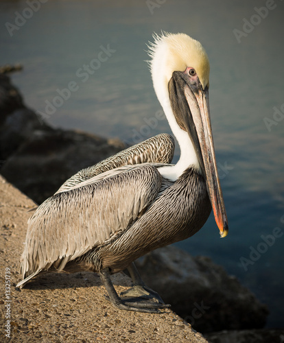 Pelican at Corpus Christi, Texas at the Gulf of Mexico