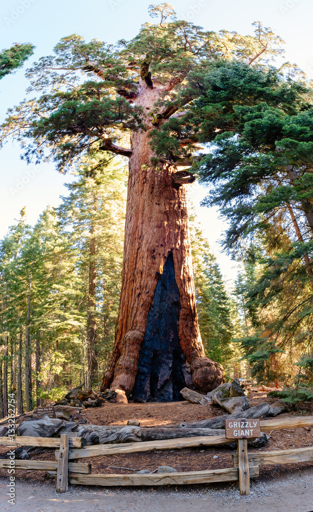 Grizzly Giant in Mariposa Grove in Yosemite national park Grizzly Giant in Mariposa Grove in Yosemite national park