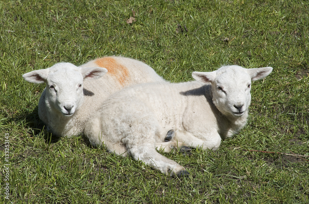 Two cute lambs sitting/ laying on the grass in a meadow Two cute lambs sitting/ laying on the grass in a meadow