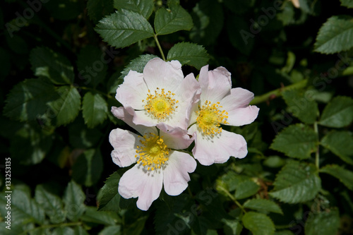 Blühende Wildrose