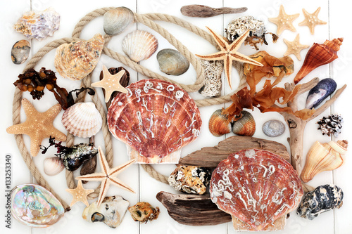Seashell Driftwood Rock and Seaweed Collage