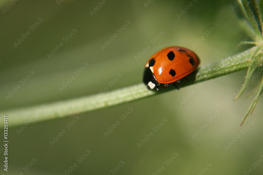 Marienkäfer krabbelt über einen Blumenstengel 