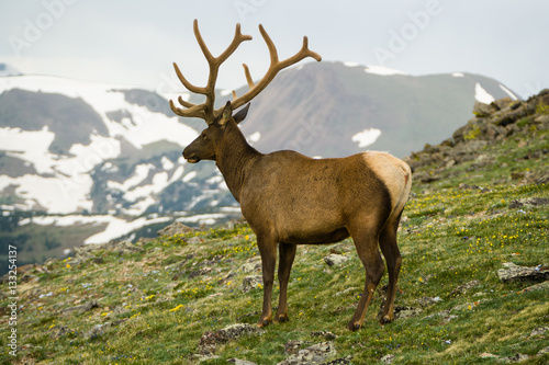 Obraz na plátne Elk in Rocky Mountains National Park